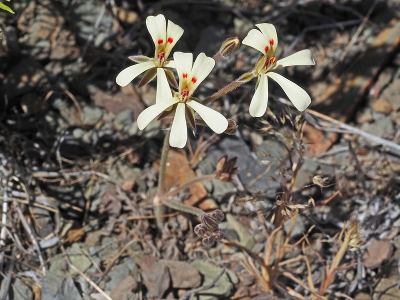 Pelargonium luteopetalum