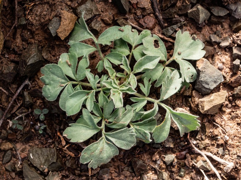 Pelargonium luteopetalum photo 3