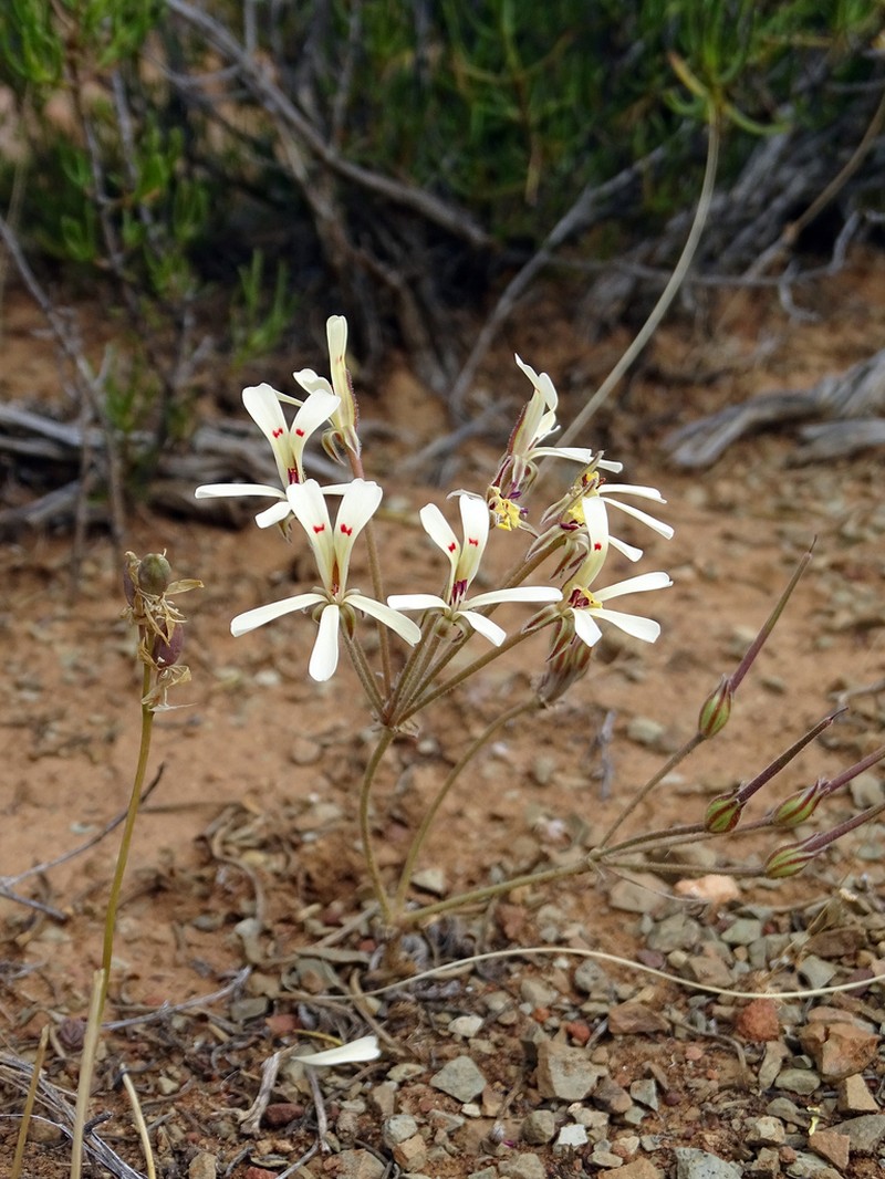 Pelargonium luteopetalum photo 4