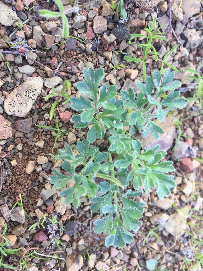 Pelargonium luteopetalum photo 5