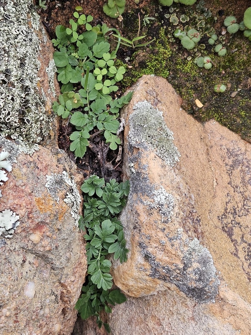 Pelargonium luteopetalum photo 6