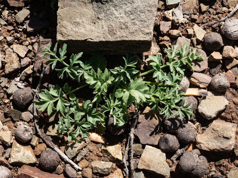 Pelargonium luteopetalum photo 7