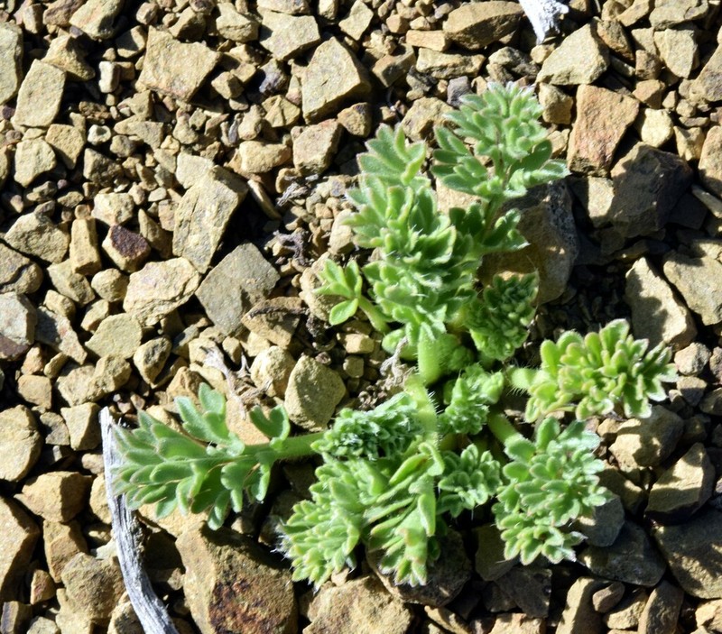 Pelargonium luteopetalum photo 8