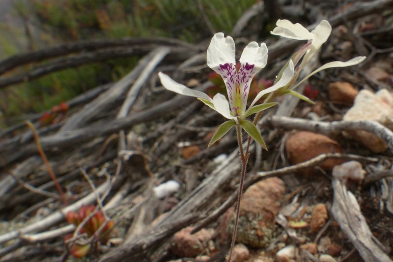 Pelargonium montaguense photo 2