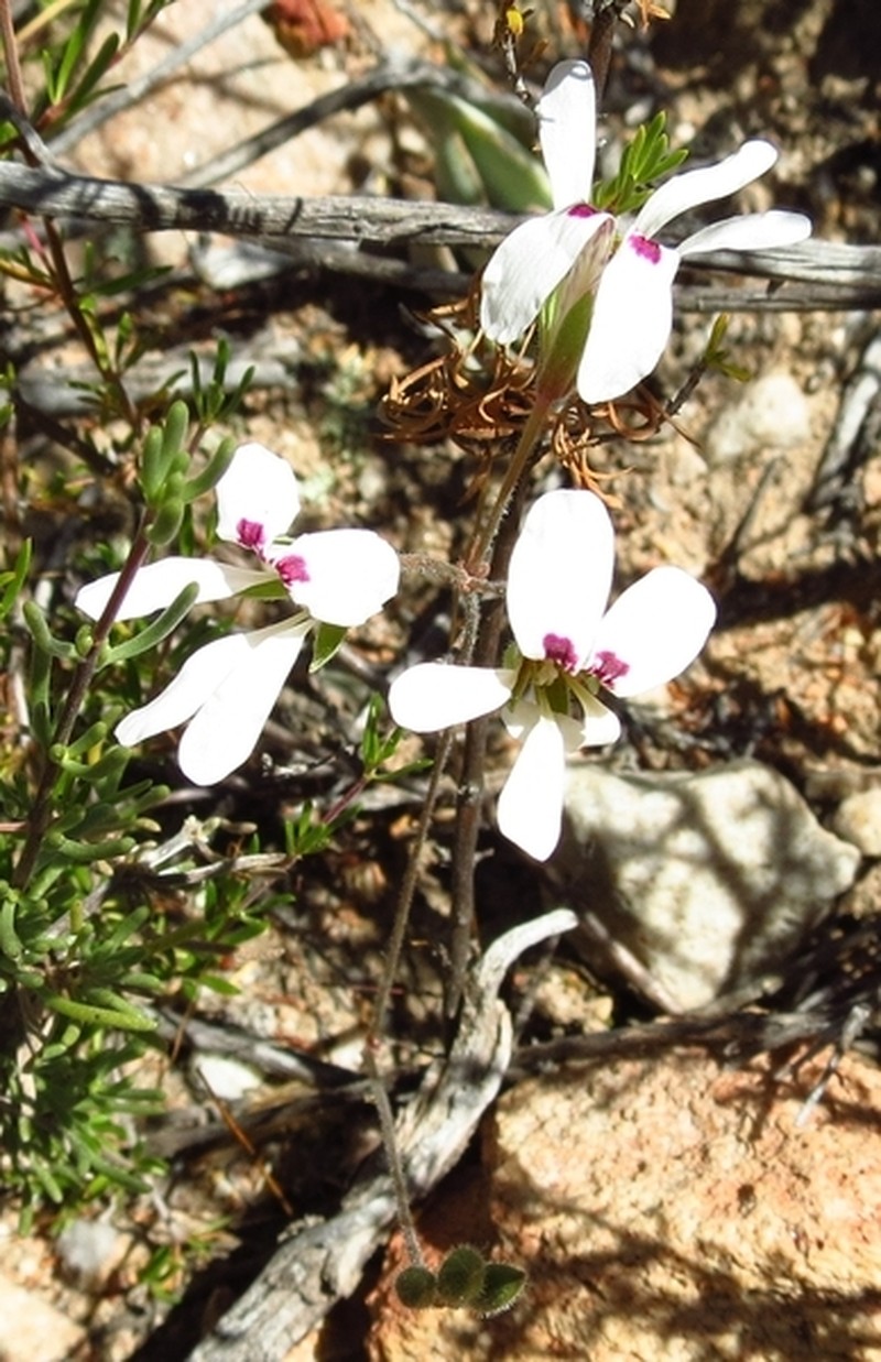 Pelargonium montaguense photo 3