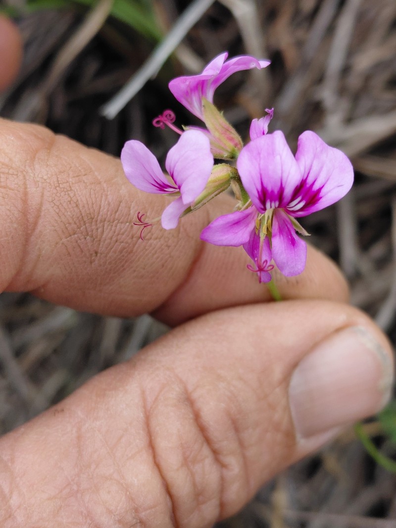 Pelargonium multicaule subsp. multicaule