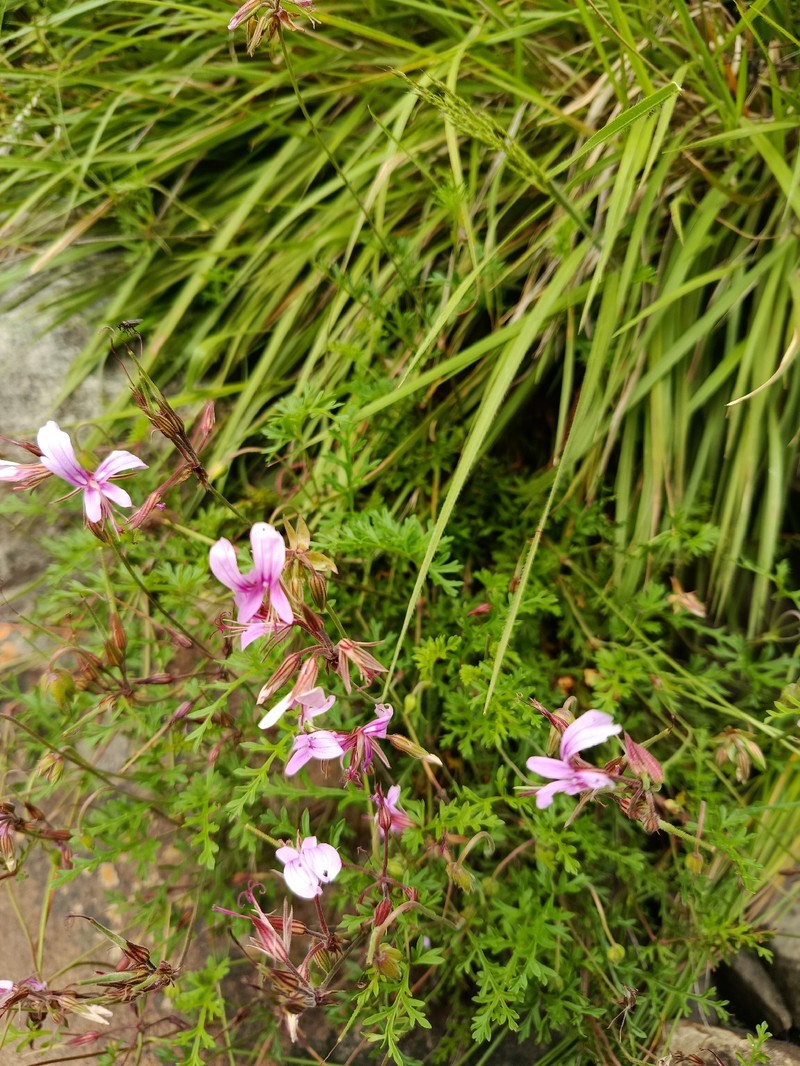Pelargonium multicaule subsp. multicaule photo 2