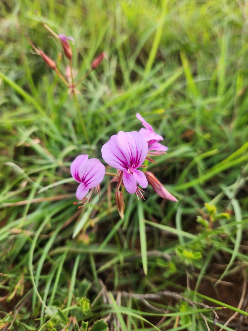 Pelargonium multicaule subsp. multicaule photo 3