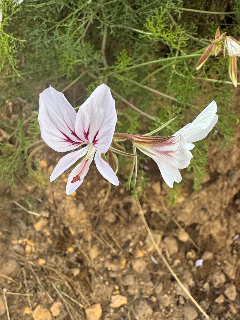 Pelargonium myrrhifolium var. coriandrifolium photo 3