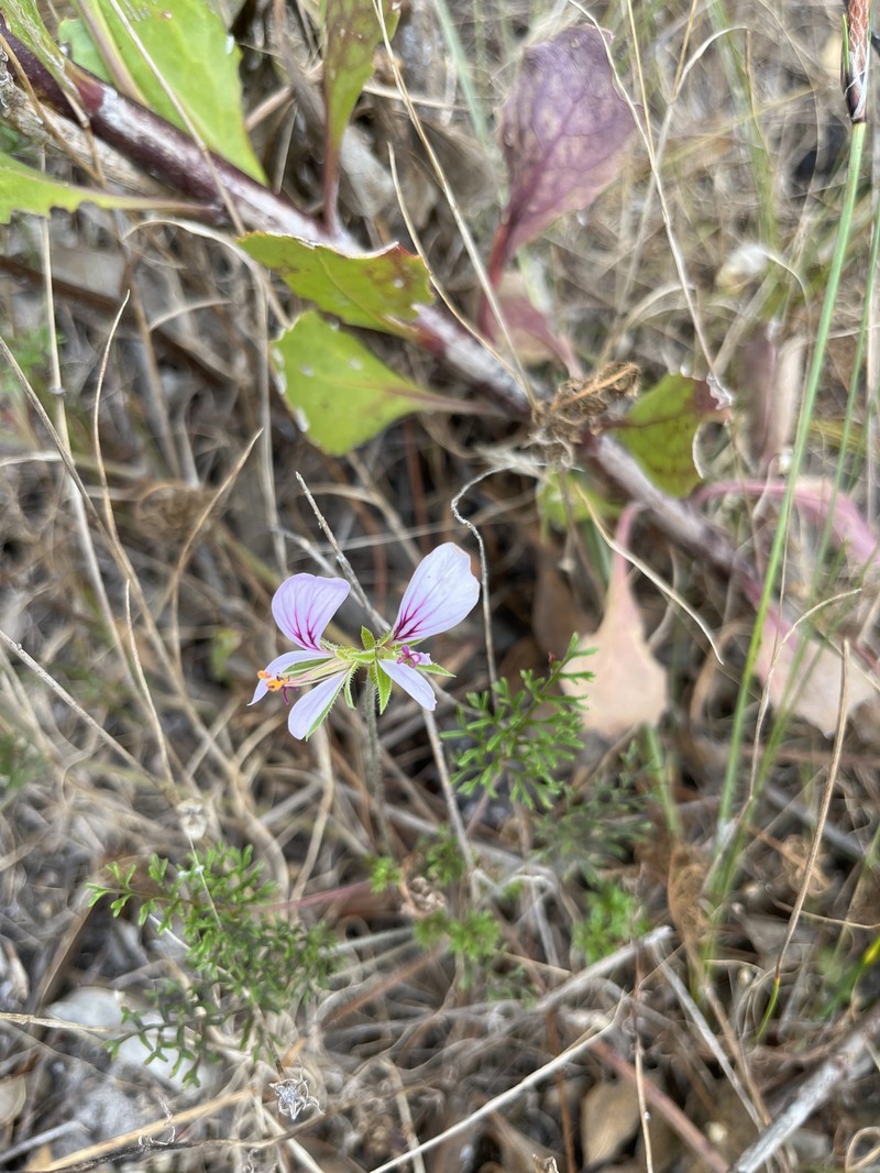 Pelargonium myrrhifolium var. coriandrifolium photo 5