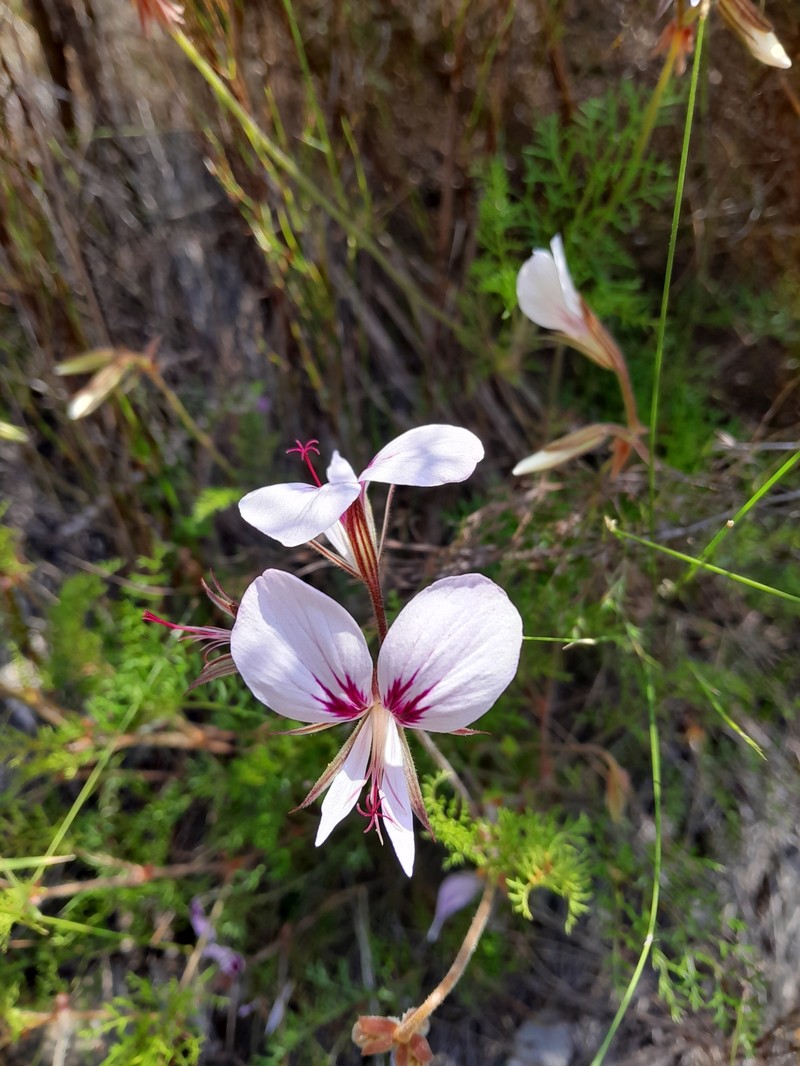 Pelargonium myrrhifolium var. coriandrifolium
