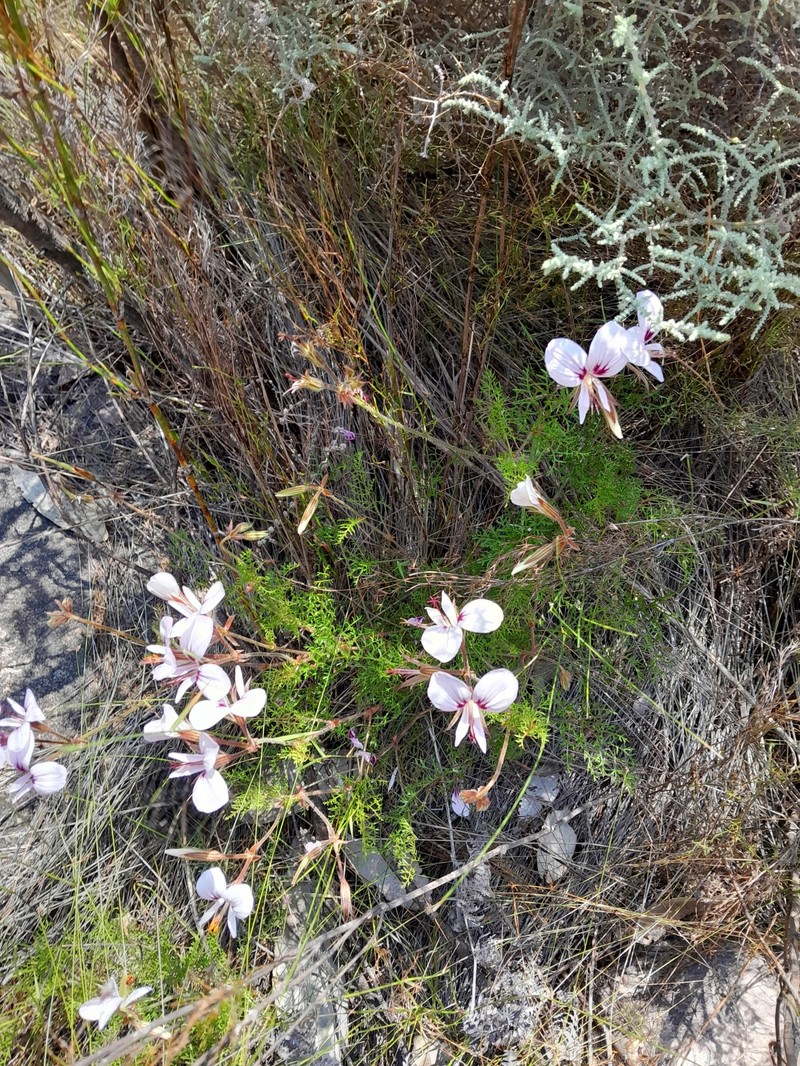 Pelargonium myrrhifolium var. coriandrifolium photo 6