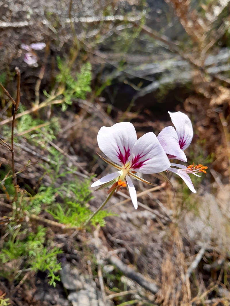 Pelargonium myrrhifolium var. coriandrifolium photo 7