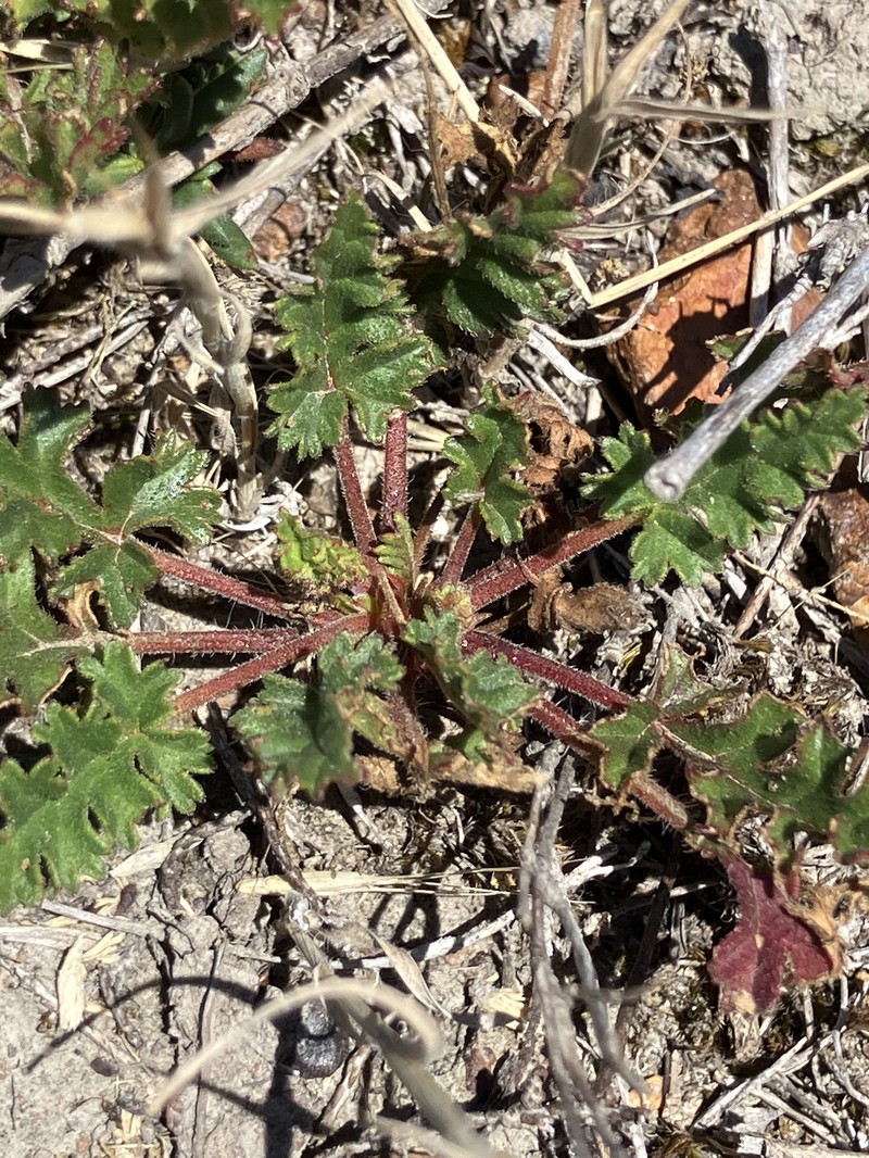 Pelargonium myrrhifolium var. myrrhifolium