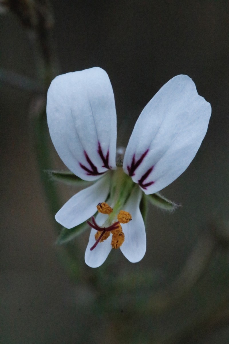 Pelargonium myrrhifolium var. myrrhifolium photo 2