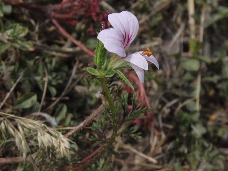Pelargonium myrrhifolium var. myrrhifolium photo 3