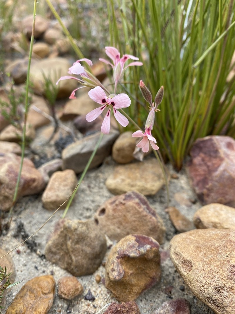 Pelargonium naviculifolium