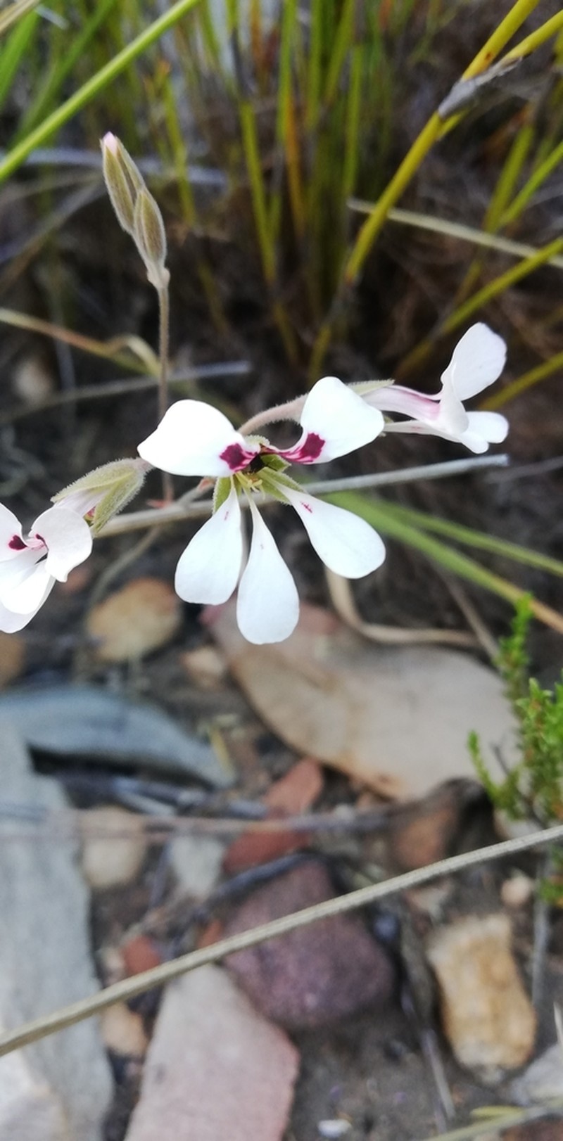 Pelargonium naviculifolium photo 2