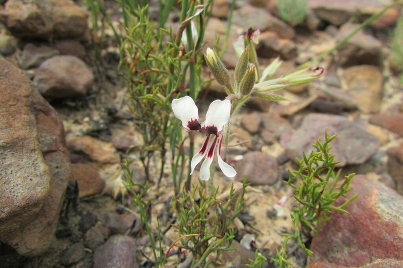 Pelargonium naviculifolium photo 3