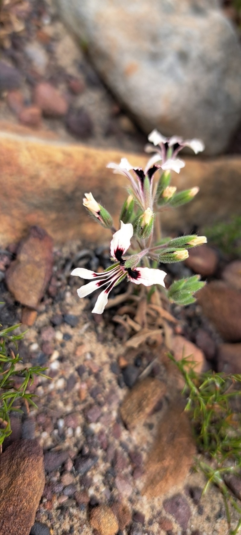 Pelargonium naviculifolium photo 4