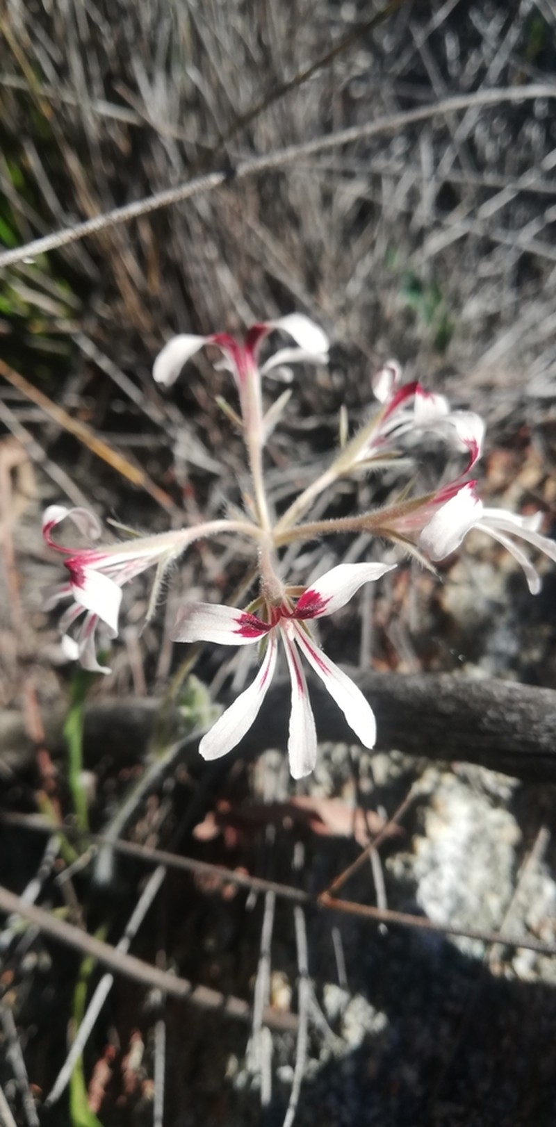 Pelargonium naviculifolium photo 5