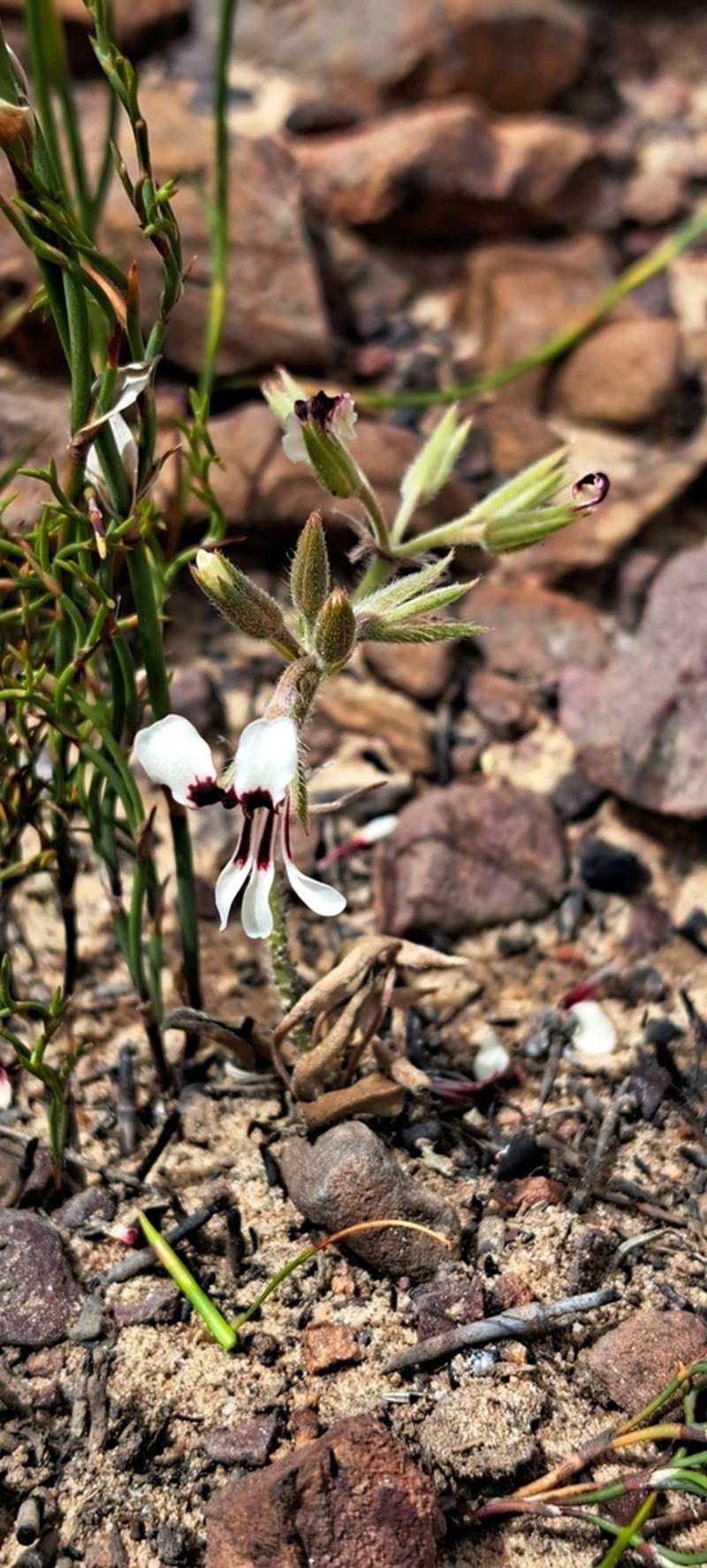 Pelargonium naviculifolium photo 6
