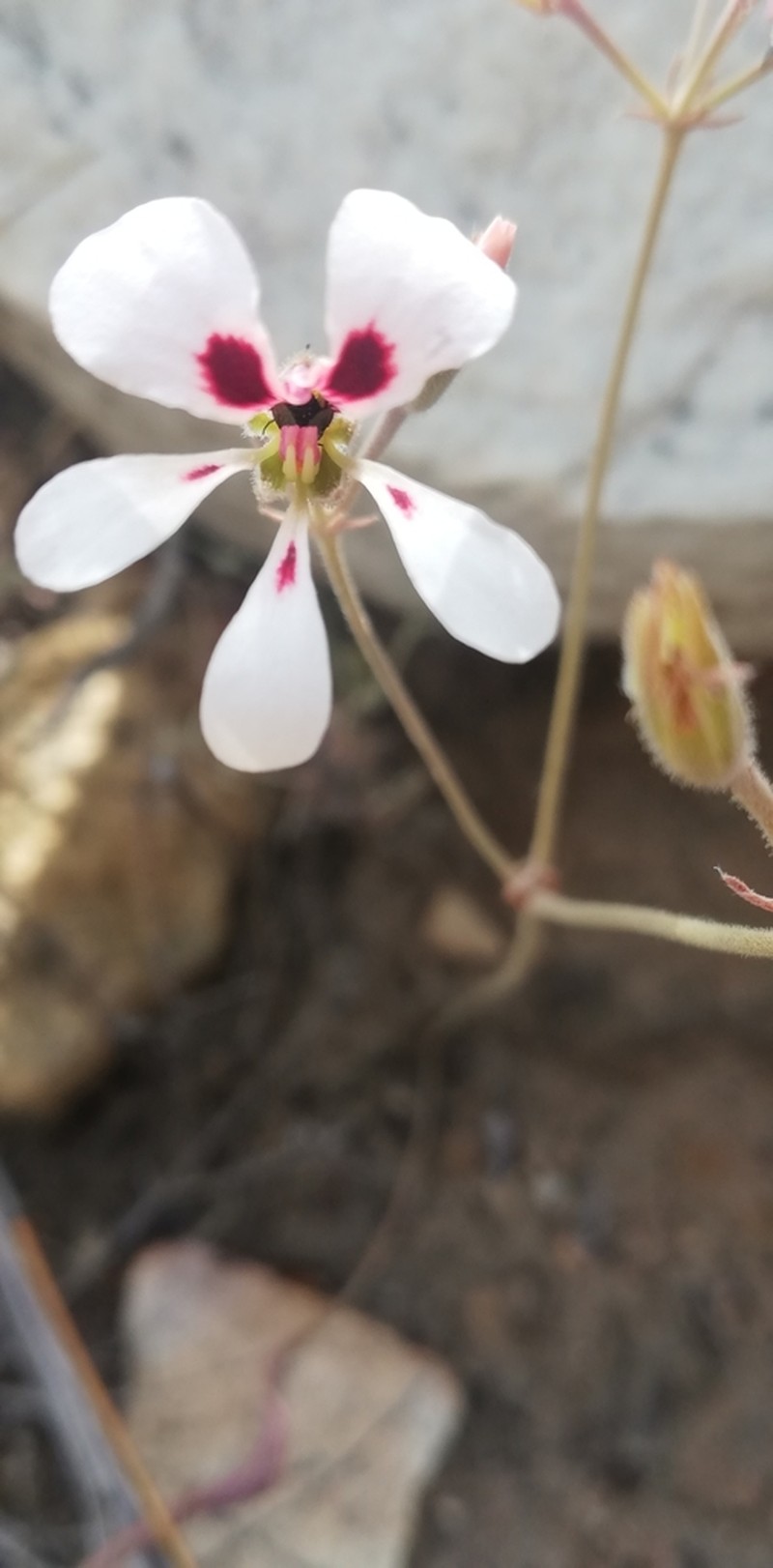 Pelargonium naviculifolium photo 8