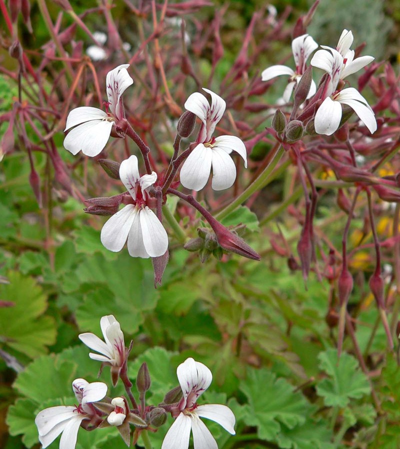 Apple Geranium photo 5