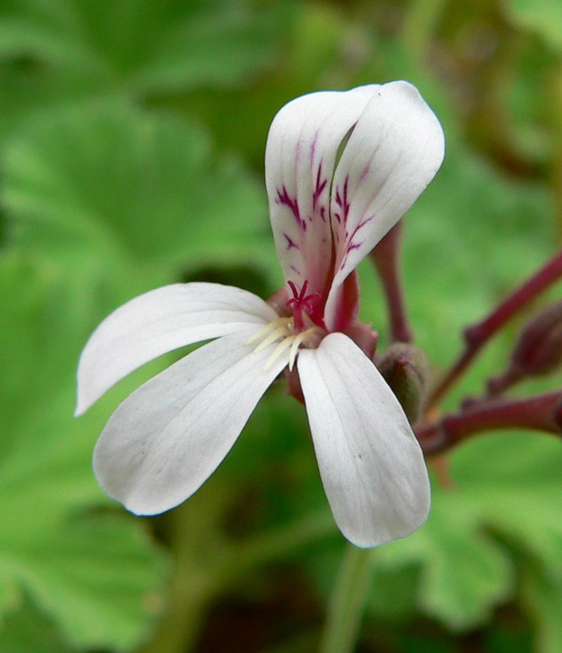 Apple Geranium photo 6