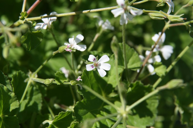 Apple Geranium photo 2