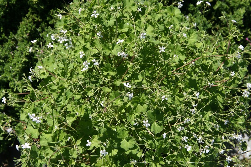 Apple Geranium photo 3