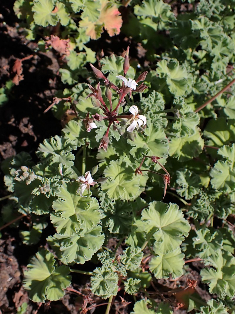 Apple Geranium photo 4