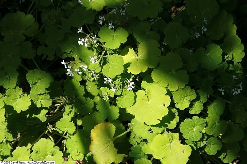 Apple Geranium photo 7