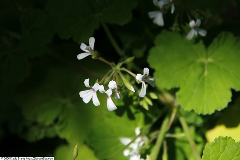 Apple Geranium photo 8