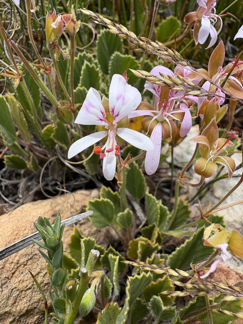 Pelargonium ovale subsp. ovale
