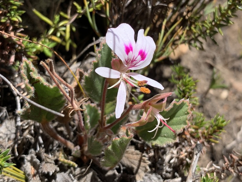 Pelargonium ovale subsp. ovale photo 2