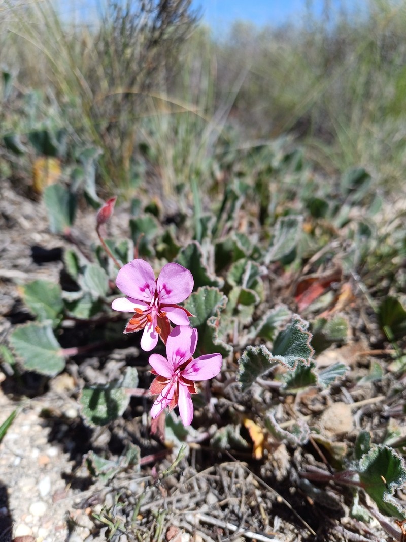 Pelargonium ovale subsp. ovale photo 4