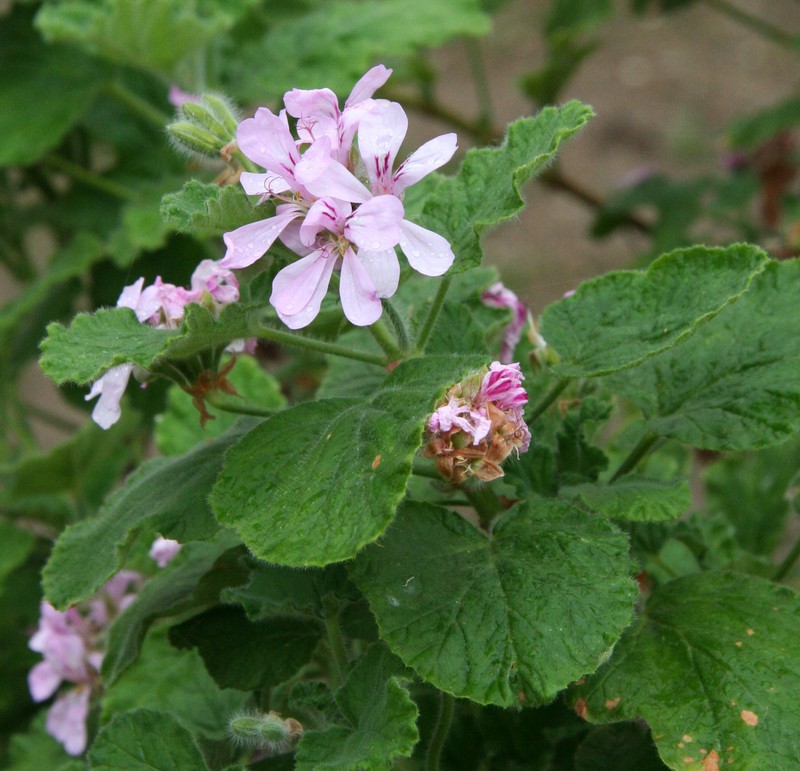 Oakleaf Garden Geranium photo 4