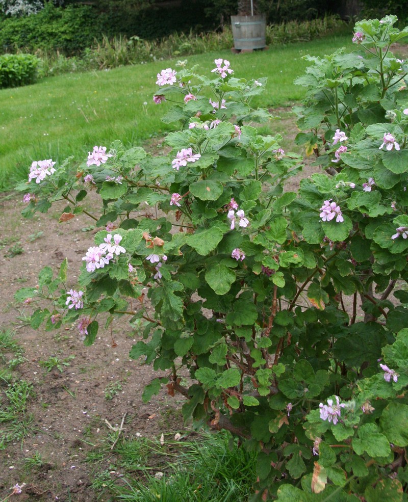 Oakleaf Garden Geranium photo 5