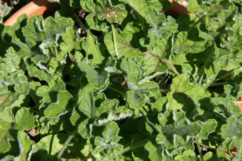 Oakleaf Garden Geranium photo 6