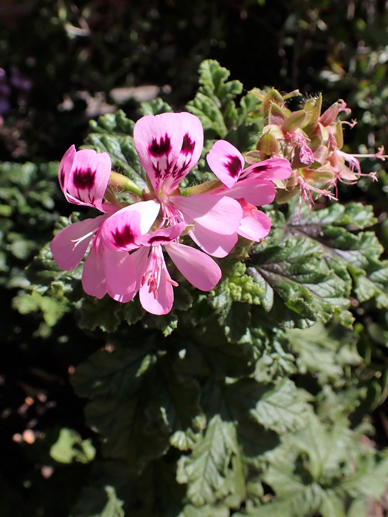 Oakleaf Garden Geranium photo 7