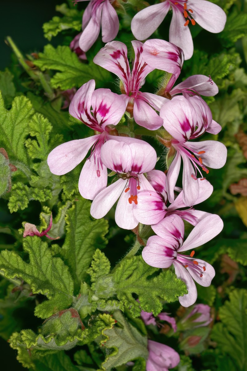 Oakleaf Garden Geranium