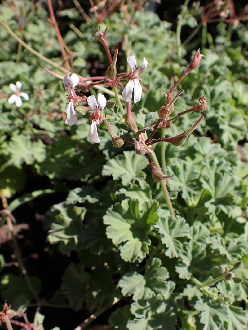 Oakleaf Garden Geranium photo 2