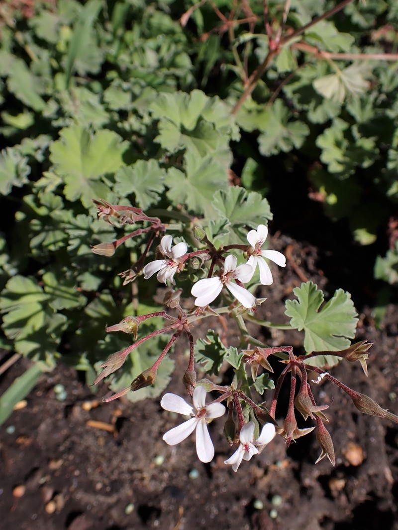 Oakleaf Garden Geranium photo 3