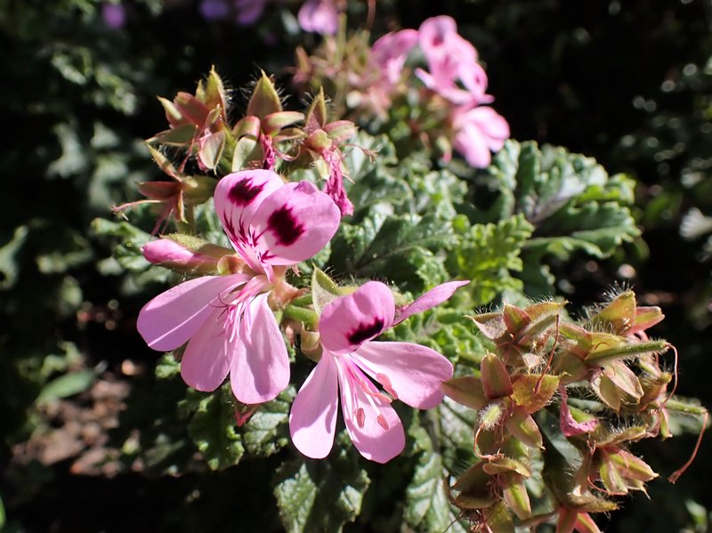 Oakleaf Garden Geranium photo 8