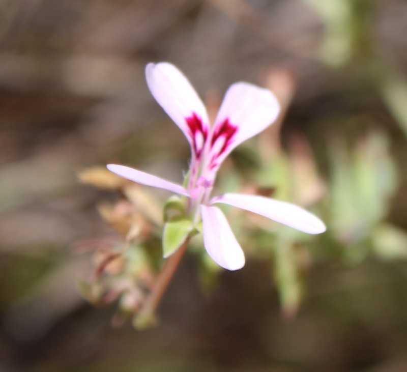 Pelargonium patulum var. patulum