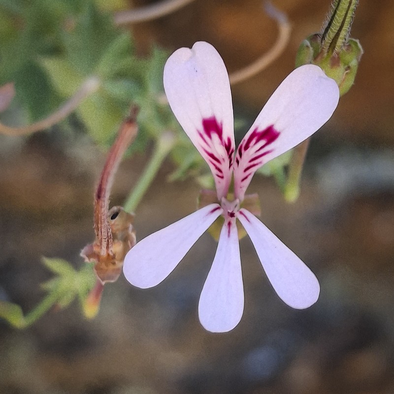 Pelargonium patulum var. patulum photo 2
