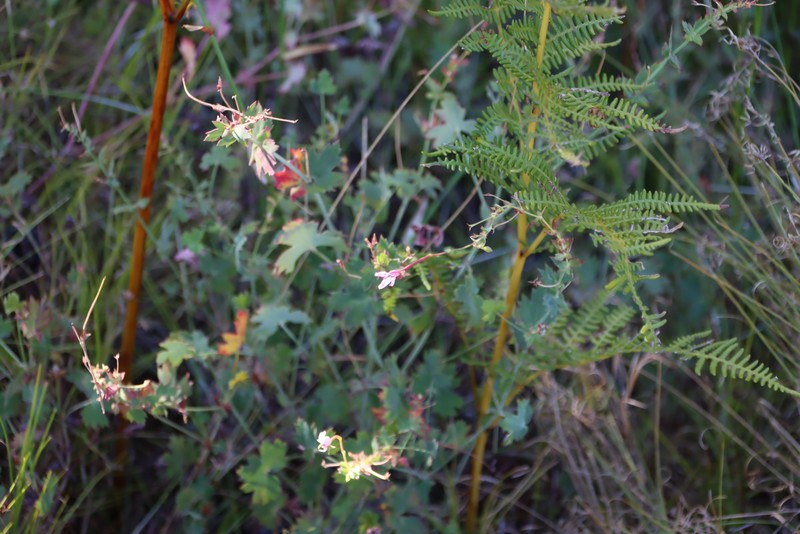 Pelargonium patulum var. patulum photo 3