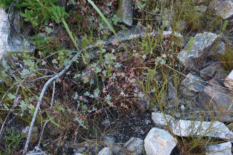 Pelargonium patulum var. patulum photo 4