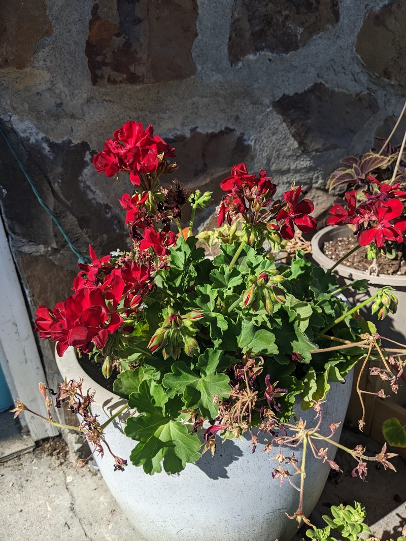 Ivyleaf Geranium photo 5